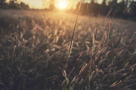 Grass Field & Sunsetの写真素材