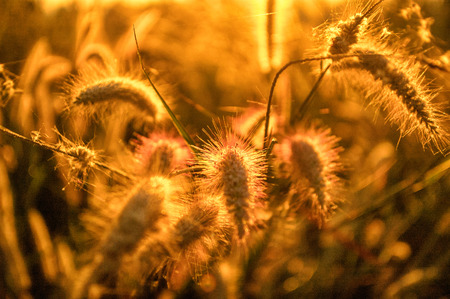 The Grass Flowerの写真素材