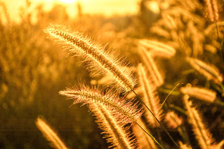 The Grass Flowerの写真素材