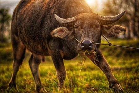 The Buffalo Editing With High Dynamic Range Techniqueの写真素材