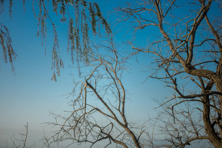 blue spring sky and its background branches of different trees in the southern cityの写真素材