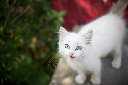 a small kitten whose beautiful eyes attract the attention of childrenの写真素材