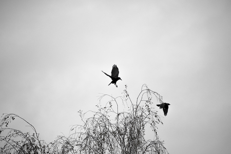 black crows fly autumn day on Halloweenの写真素材