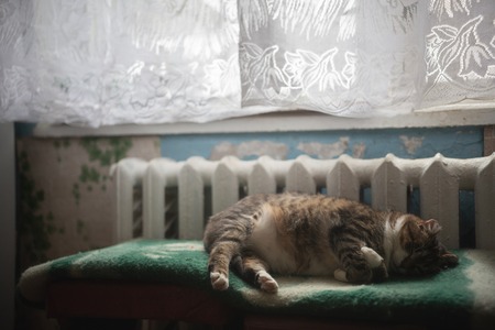 the cat is sleeping with folded legs near the batteryの写真素材