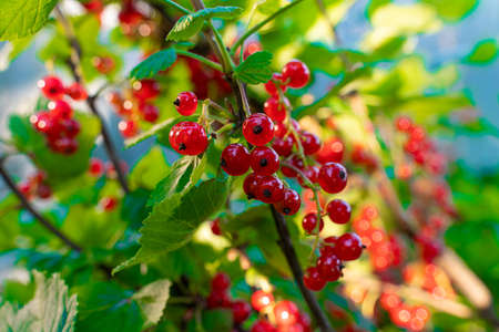 Ripe red currant berries hanging on branches in the evening sun