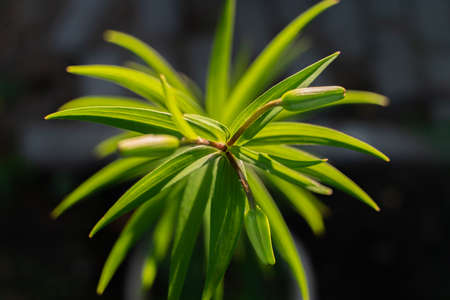 Green flower photographed from above close up