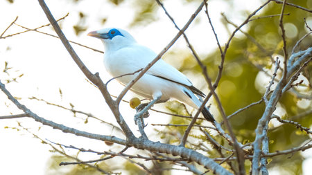 beautiful Balinese myna bird or balinese starling perched on a tree branch at sunrise. on the island of bali, indonesiaの写真素材