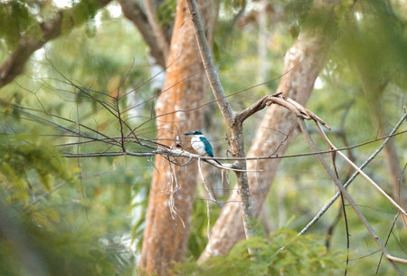 beautiful collared kingfisher blue birds teasing each other while perching on thin branch over bright green background in Indonesia mangrove garden, grace wild animalの写真素材
