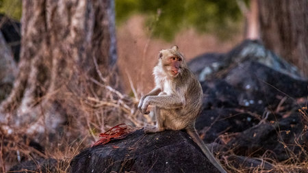 brown monkey is sitting on a rock eating grains with very beautiful background of nature in summer