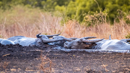 A group of wild buffalo drinking, grazing and muddying in Baluran national park in Indonesia