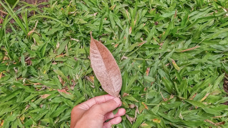 hand holding a dry leaf from a tree. Focus on the leaf and in the background you can see the forest pathの写真素材