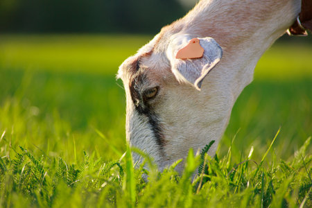 young Anglo-Nubian goats graze in a pasture on a sunny summer eveningの写真素材