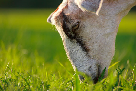 young Anglo-Nubian goats graze in a pasture on a sunny summer eveningの写真素材
