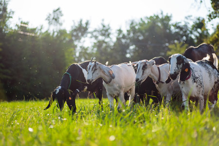 young Anglo-Nubian goats graze in a pasture on a sunny summer eveningの写真素材