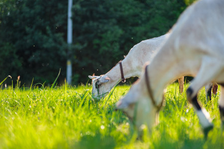 young Anglo-Nubian goats graze in a pasture on a sunny summer eveningの写真素材