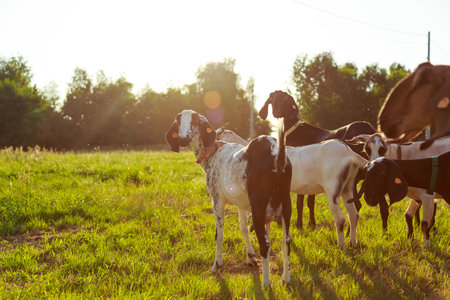 young Anglo-Nubian goats graze in a pasture on a sunny summer eveningの写真素材