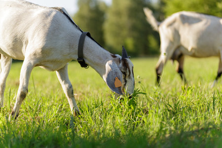 young Anglo-Nubian goats graze in a pasture on a sunny summer eveningの写真素材
