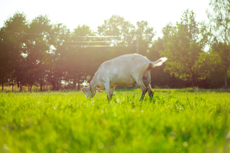 young Anglo-Nubian goats graze in a pasture on a sunny summer eveningの写真素材