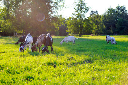 young Anglo-Nubian goats graze in a pasture on a sunny summer eveningの写真素材