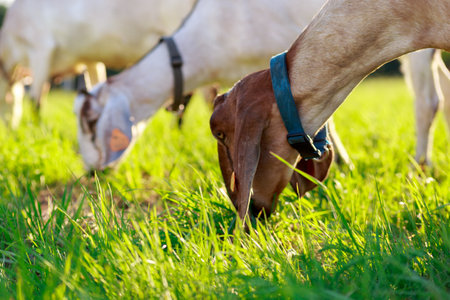 young Anglo-Nubian goats graze in a pasture on a sunny summer eveningの写真素材