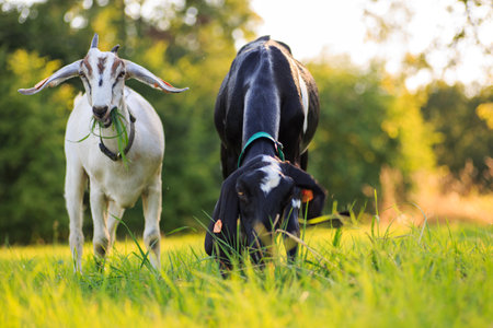 young Anglo-Nubian goats graze in a pasture on a sunny summer eveningの写真素材