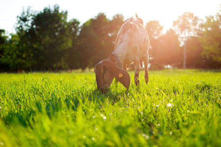 young Anglo-Nubian goats graze in a pasture on a sunny summer eveningの写真素材