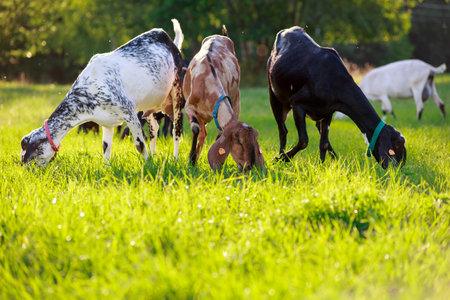 young Anglo-Nubian goats graze in a pasture on a sunny summer eveningの写真素材