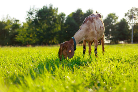 young Anglo-Nubian goats graze in a pasture on a sunny summer eveningの写真素材