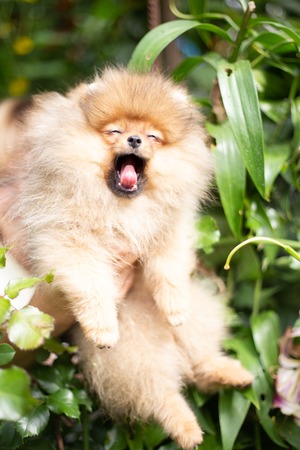 Beautiful orange dog - pomeranian Spitz. Puppy pomeranian dog cute pet happy smile playing in nature on the grassの写真素材