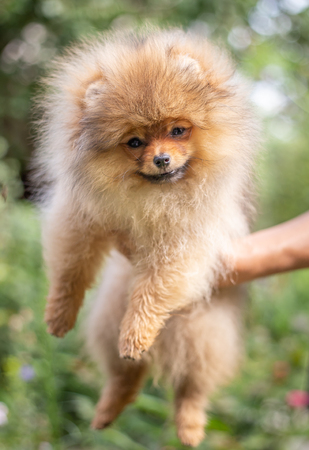 Beautiful orange dog - pomeranian Spitz. Puppy pomeranian dog cute pet happy smile playing in nature on the grassの写真素材