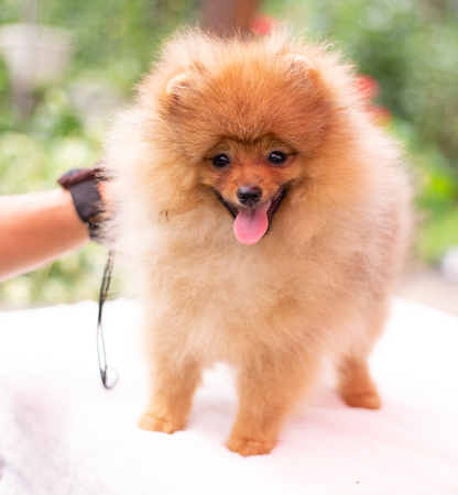 Beautiful orange dog - pomeranian Spitz. Puppy pomeranian dog cute pet happy smile playing in natureの写真素材