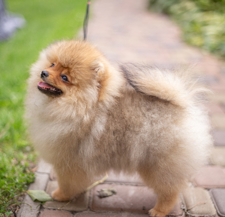 Beautiful orange dog - pomeranian Spitz. Puppy pomeranian dog cute pet happy smile playing in natureの写真素材