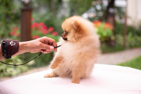 Beautiful orange dog - pomeranian Spitz. Puppy pomeranian dog cute pet happy smile playing in natureの素材 [FY310117143905]