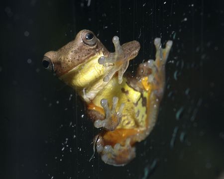 Frog on Windowの写真素材