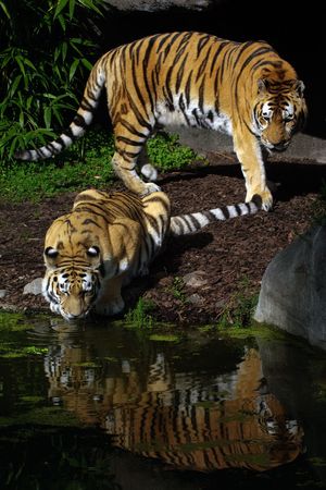 Two Tigers