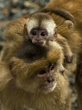 Monkey with Baby