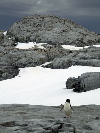 Solitary Pinguin       の写真素材