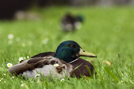 Happy Duck between Daisiesの写真素材
