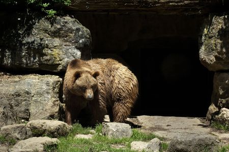 Bear in front of caveの写真素材