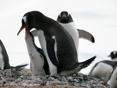 Penguin Family IIの写真素材