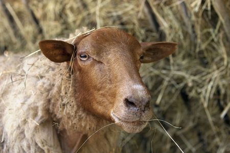 Sheep in Hayの写真素材