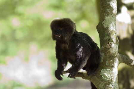 Hairy Monkey