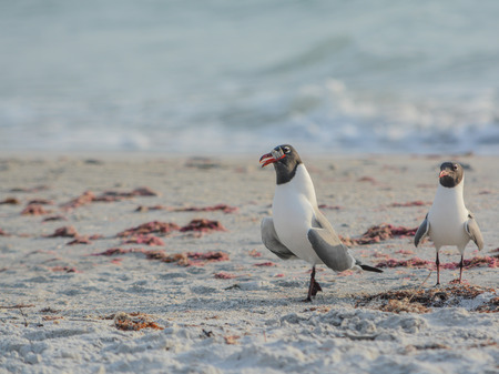 A Laughing Gull (Leucophaeus Atricilla) on Indian Rocks Beach, Gulf of Mexico, Florida