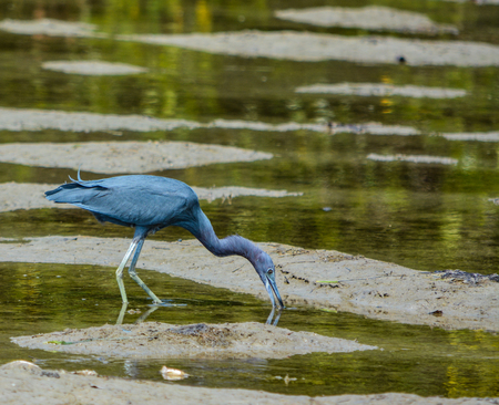 A Little Blue Heron (Egretta caerulea) at the Lemon Bay Aquatic Reserve in Cedar Point Environmental Park, Sarasota County Floridaの写真素材