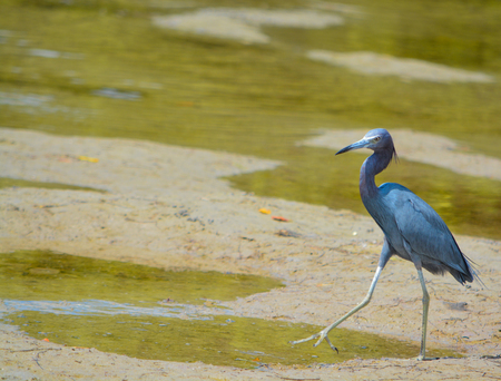 A Little Blue Heron (Egretta caerulea) at the Lemon Bay Aquatic Reserve in Cedar Point Environmental Park, Sarasota County Floridaの写真素材