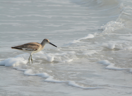 Willet (catoptrophorus semipalmatus) feeding on Indian Rocks beach in Florida, USAの写真素材