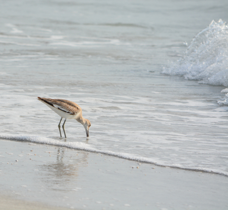 Willet (catoptrophorus semipalmatus) feeding on Indian Rocks beach in Florida, USAの写真素材