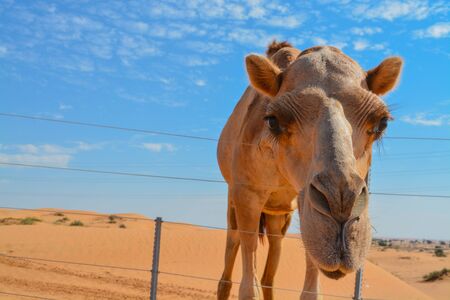 Arabian Camel (Camelus Drimedarius) in the desert of the United Arab Emirates of Western Asia.の写真素材