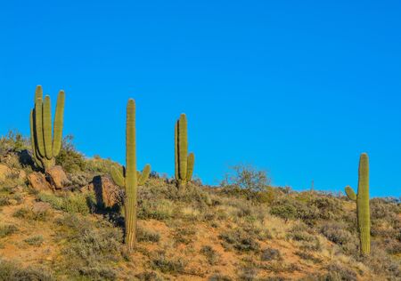 Saguaro Cactus (Carnegiea Gigantea) at the Tonto National Forest in the Sonoran Desert. Maricopa County, Arizona USAの写真素材