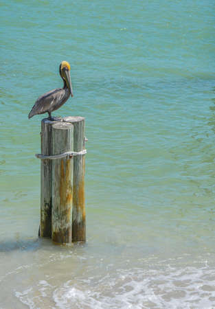A Pelican relaxing on poles over the beautiful waters of Johns Pass on the Gulf of Mexico, Floridaの写真素材